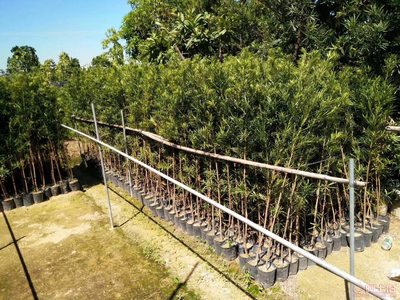 【羅漢松培養基地、羅漢松小苗直銷、質優價廉】綠化苗木,價格,廠家,供應商,花木,龍海市東泗興輝園藝場 - 產品庫