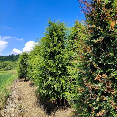 【千喜苗木批發(fā)紅豆杉樹(shù)苗 綠化苗木多種規(guī)格紅豆杉 苗木采購(gòu)】?jī)r(jià)格_批發(fā)_廠家_參數(shù)_圖片_喬木