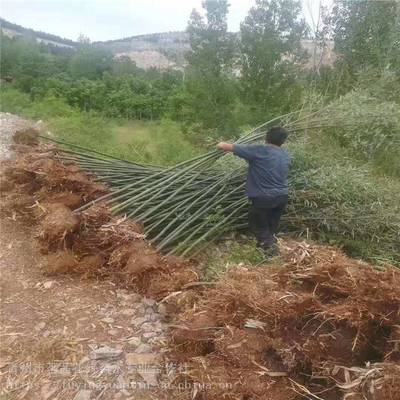 主營產品:花卉租擺、工廠綠化工程、各種綠化苗木、花卉基地直銷