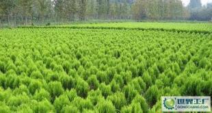 苗木-花木、柏球、花柏球、蜀檜球、大葉黃楊_農副產品_世界工廠網中國產品信息庫