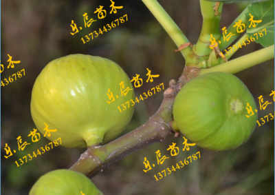 晉中谷川無(wú)花果廠(chǎng)家 優(yōu)質(zhì)苗木引領(lǐng)農(nóng)業(yè)產(chǎn)業(yè)新發(fā)展