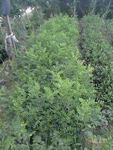 廠(chǎng)家直供七里香苗木盆栽花卉：九里香木香花苗，優(yōu)質(zhì)園林綠化工程苗木