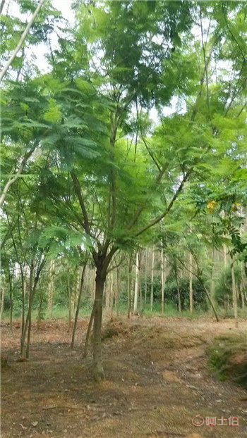 四川藍(lán)花楹與漳州藍(lán)花楹基地直銷(xiāo)供應(yīng)全解析
