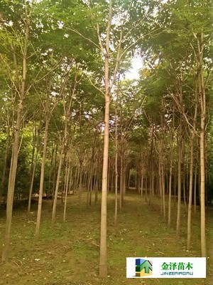 千頭椿苗木的南北種植熱土 遼寧、山西、山東及河北保定博野金澤基地