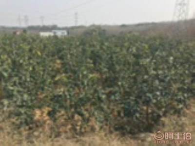 龍海市東泗興輝園藝場 優(yōu)質(zhì)香泡柚子苗木，量大價優(yōu)，綠化佳選